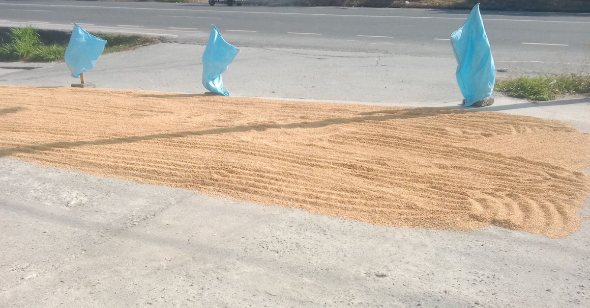 Farmer shot while drying palay in Cabanatuan — Roadside dispute turns deadly