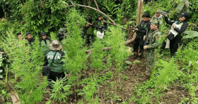 11,000 Halaman Ng Marijuana Na P2.2M, Sinira Sa Sarangani