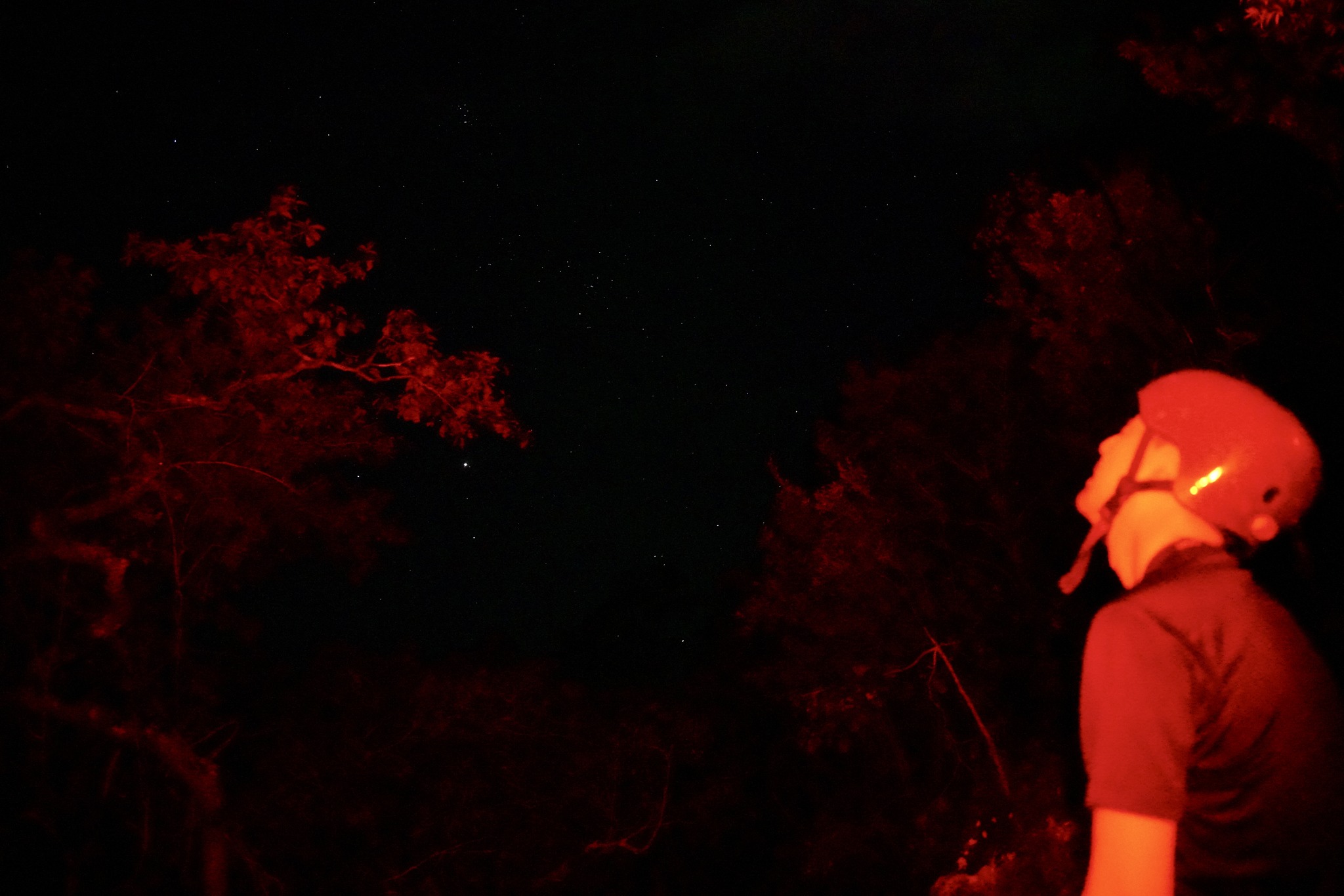 Gubat sa dilim! Masungi magbubukas ng nighttime trail ngayong Halloween