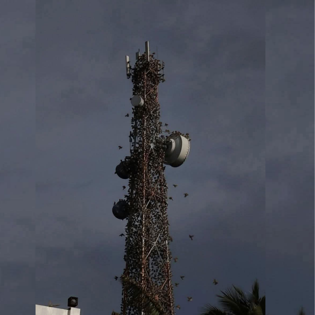 Tower sa Dinagat Islands, kinumpulan ng mga dumapong ibon