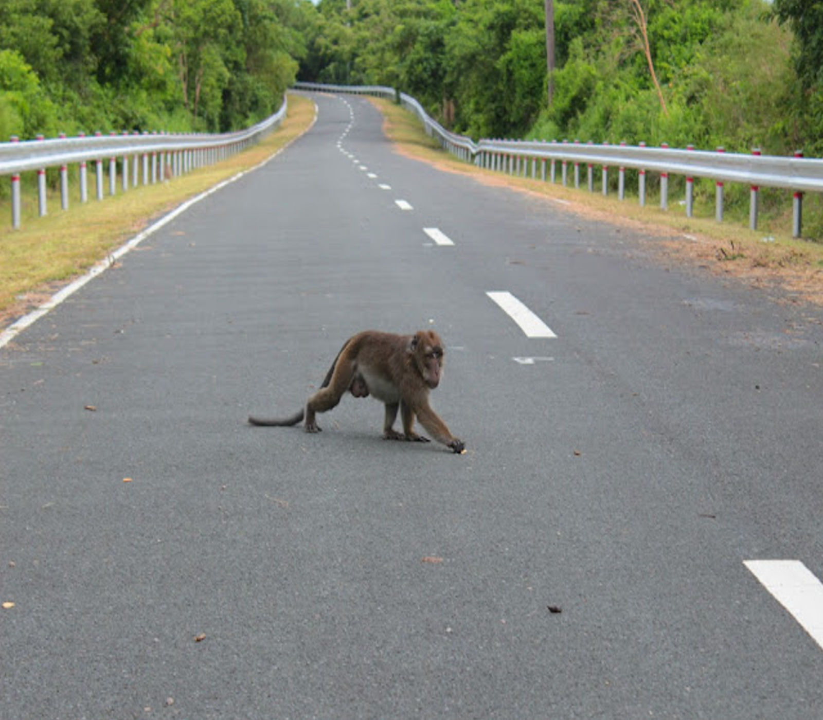 Feeding starving monkeys on the streets of Ternate — Are we helping or hurting?