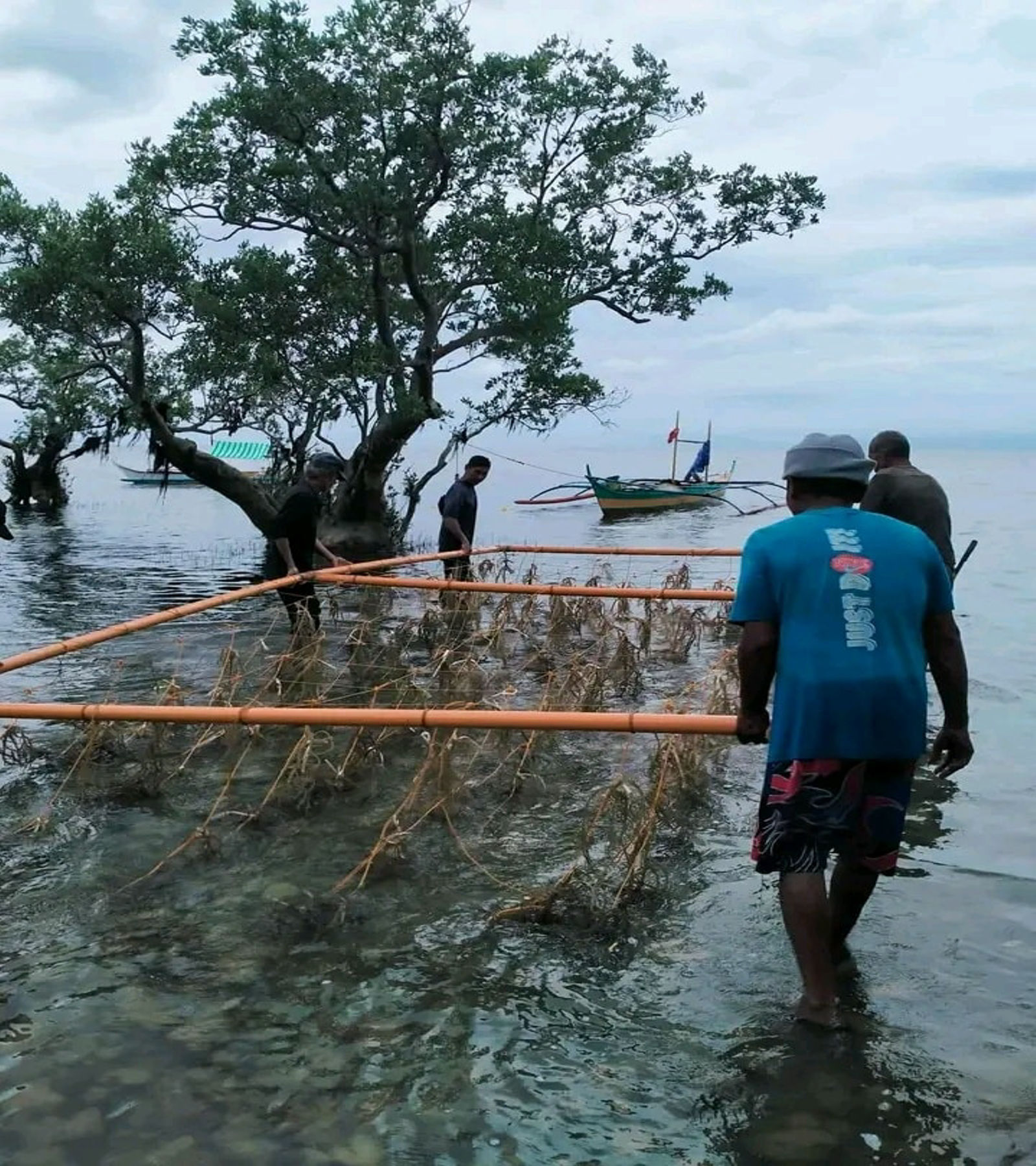 ‘Seaweed farming’ promoted in Mulanay — Sustainable livelihood or key to coastal resilience?
