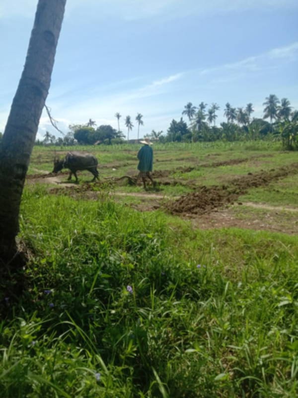 Panibagong Presyo ng Bigas sa Pilipinas