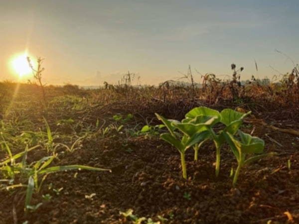 Pilipinas Nagdeklara ng Food Security Emergency