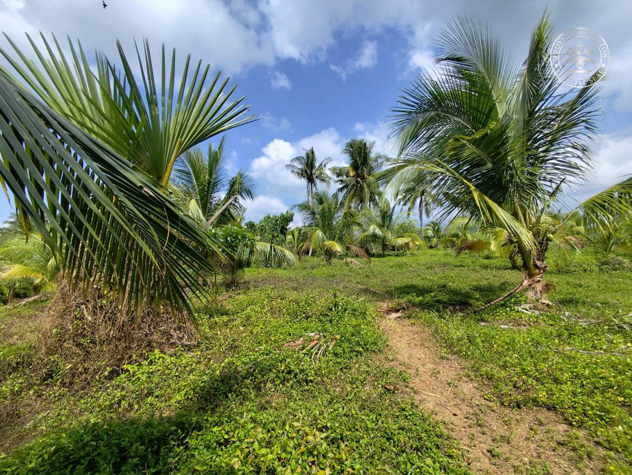 Coconut pest outbreak in Tayabas met with swift response — Timely intervention or warning for farm security?