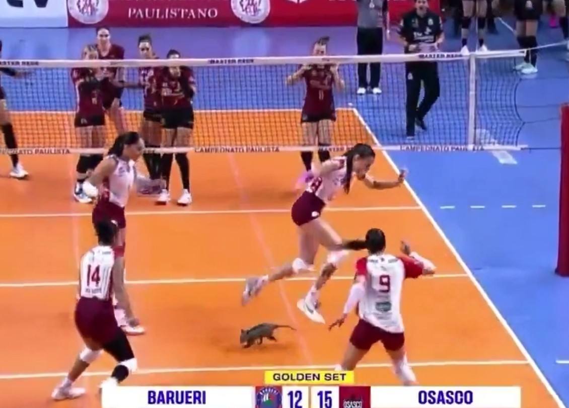 Tingnan: Isang malaking opossum, agaw eksena sa isang volleyball match sa Brazil