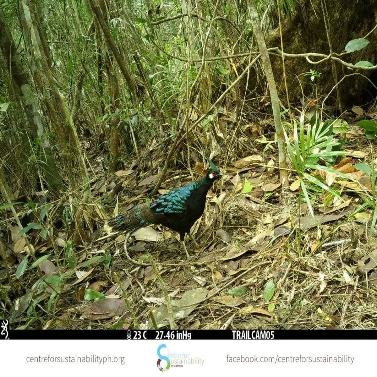 ‘Buhay na paraiso’ — Iba’t-ibang uri ng hayop natuklasan gamit ang camera traps sa Palawan