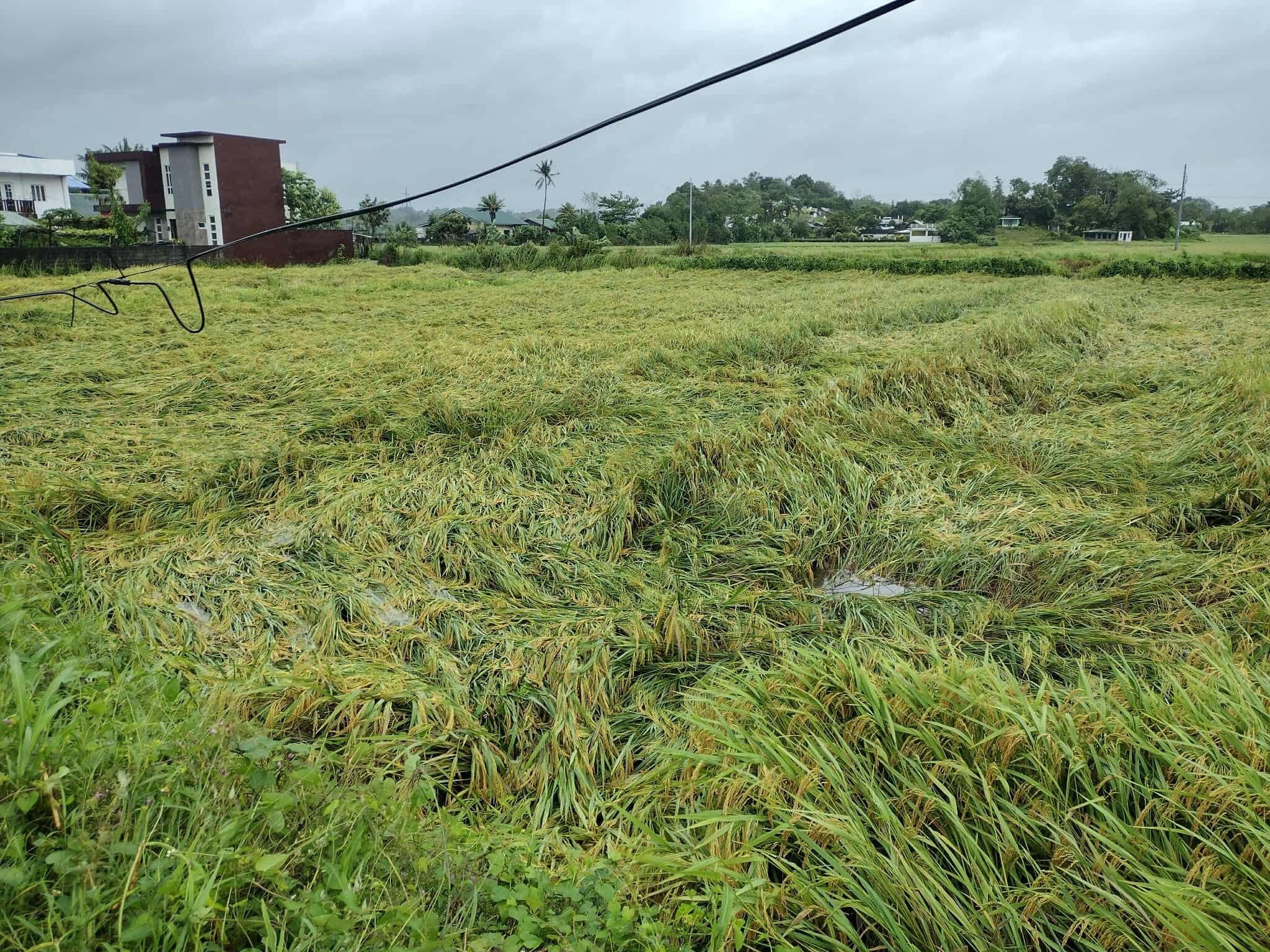 Mga palay na aanihin na sana, sinalanta ng Super Typhoon Nando sa Cagayan