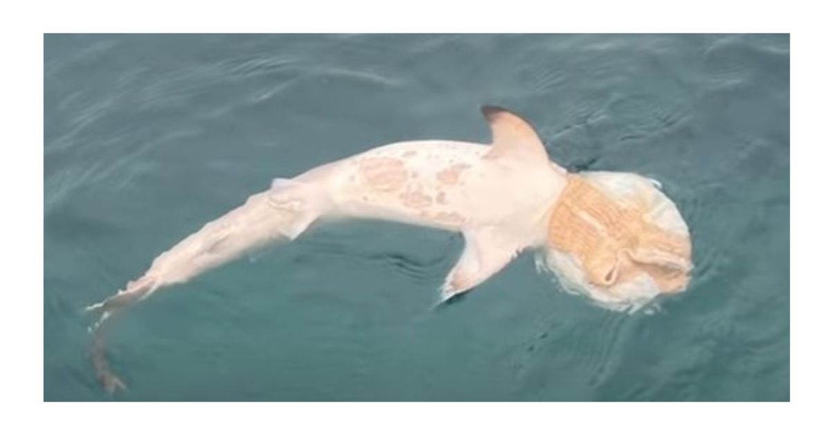 Baby shark natagpuang patay; diaper nakabalot sa ulo, sanhi ng pagkakasuffocate