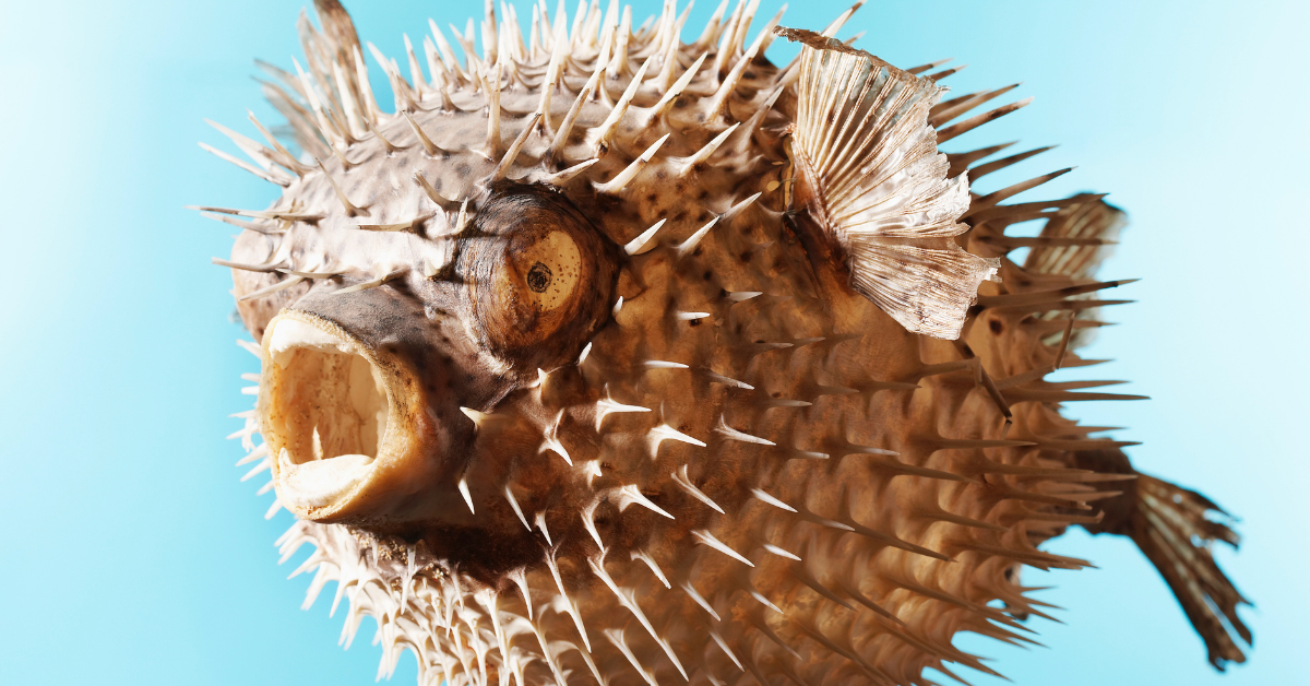 Three die in Masbate after eating pufferfish — Why was it consumed?