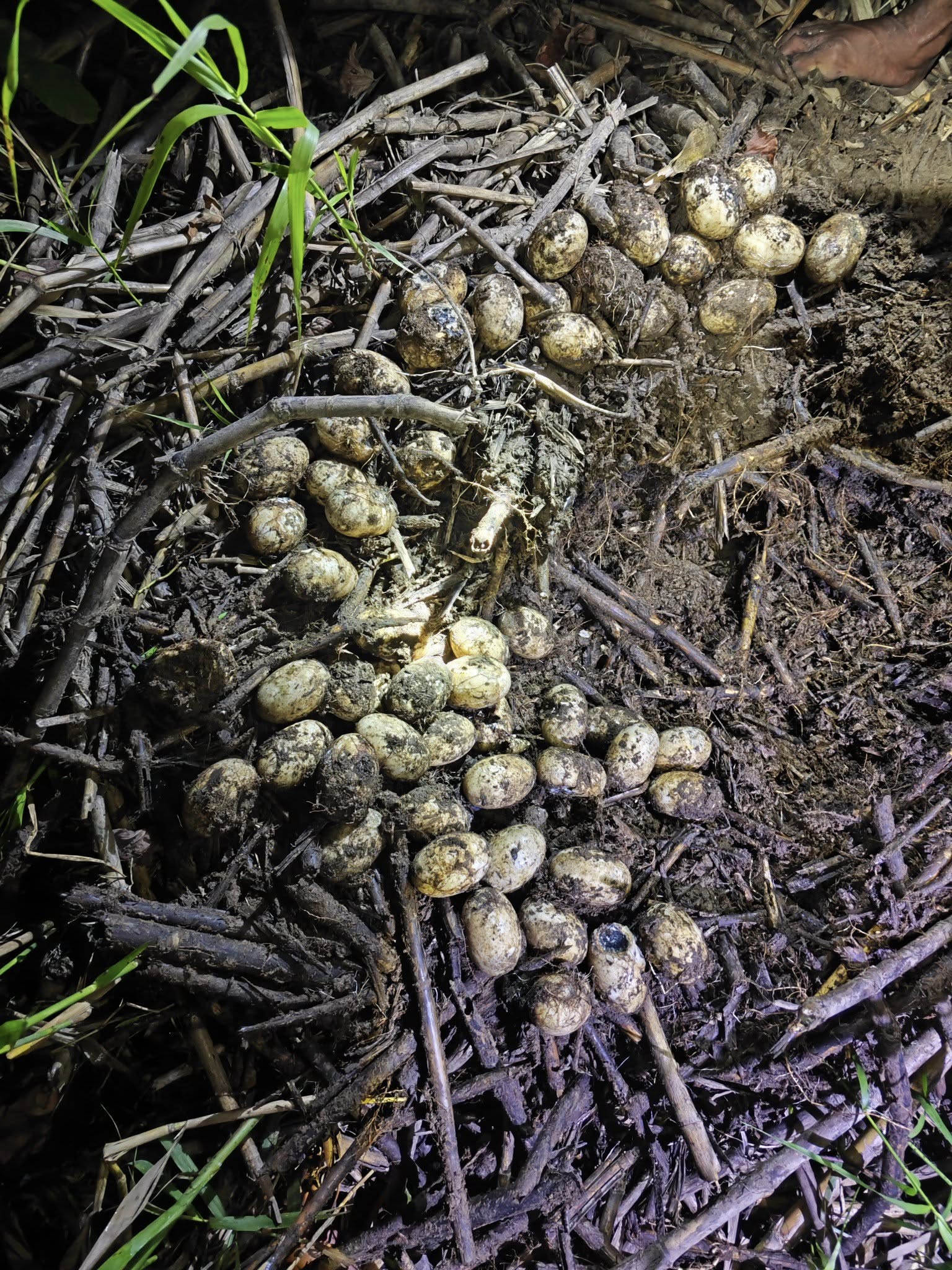 Tingnan: Mga pugad ng buwaya, natuklasan sa Canipaan River, Palawan