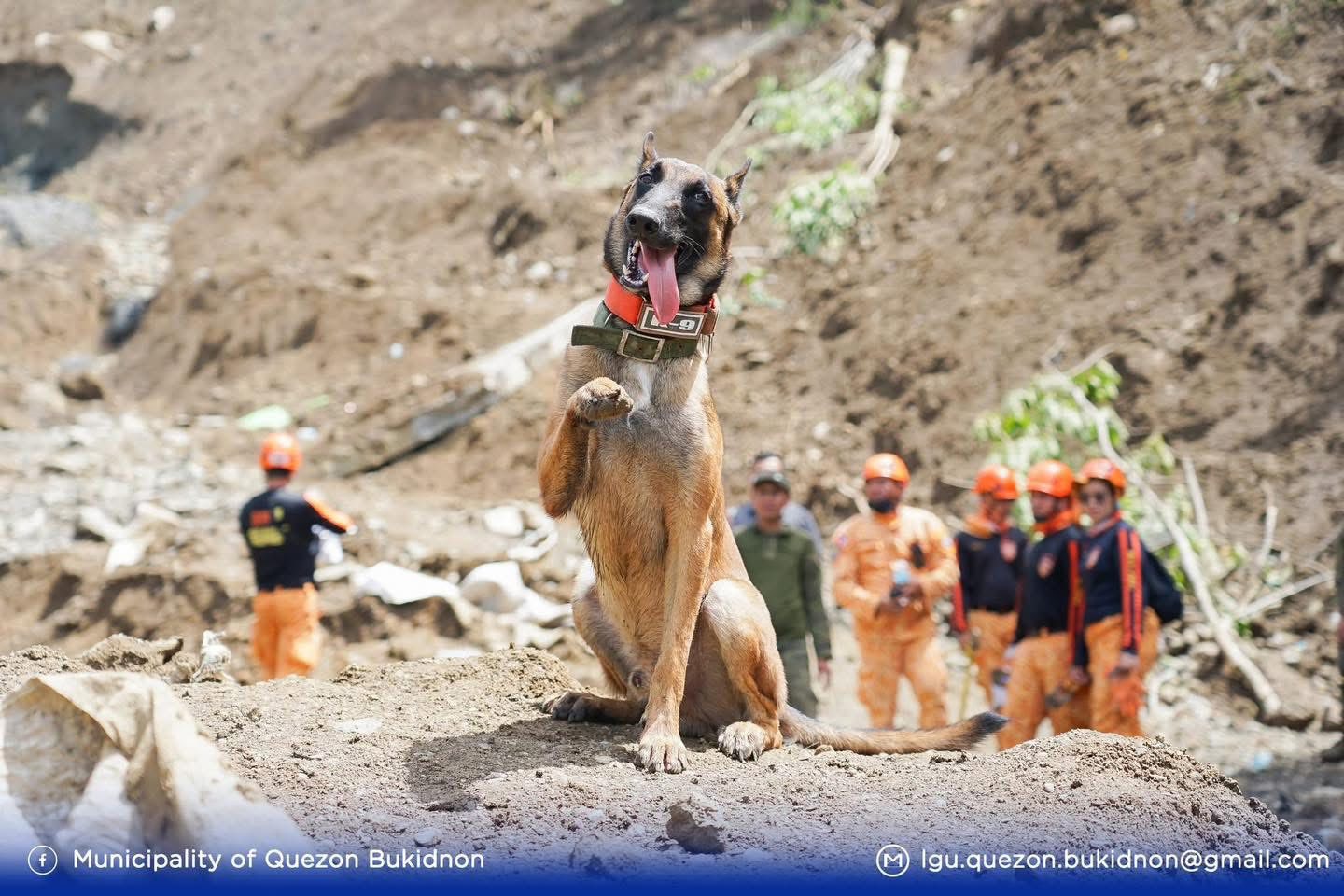 Tingnan: 3 rescue dog, nagsilbing bayani sa paghahanap ng mga natabunan ng landslide sa Bukidnon