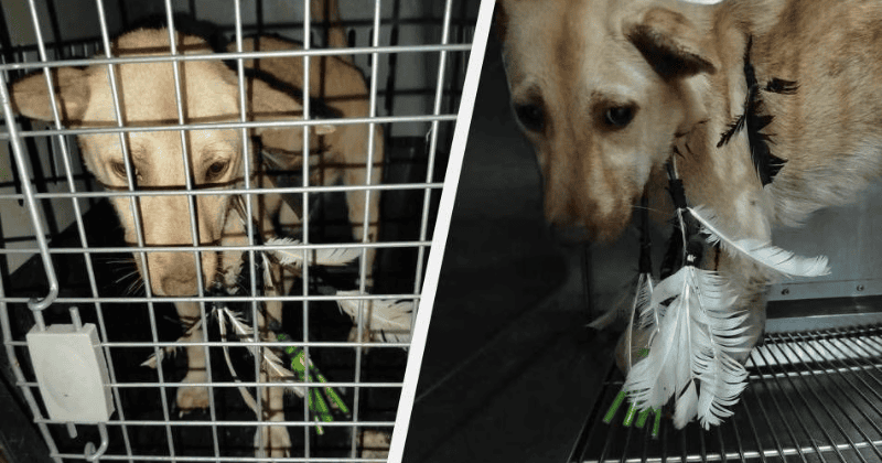 Aso sa Neg. Occ. tinaga ng limang pana sa katawan