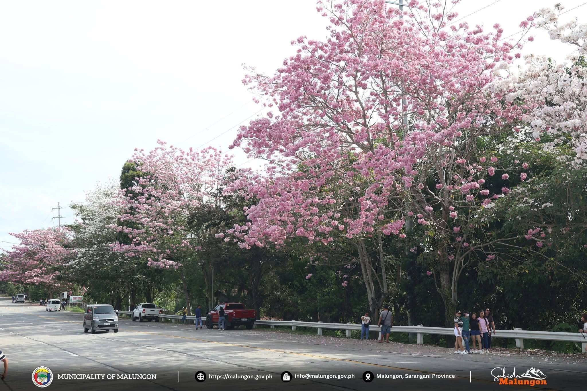 A ‘Sakura moment’ in the Philippines? — Travelers flock to Malungon to witness blooming pink trees