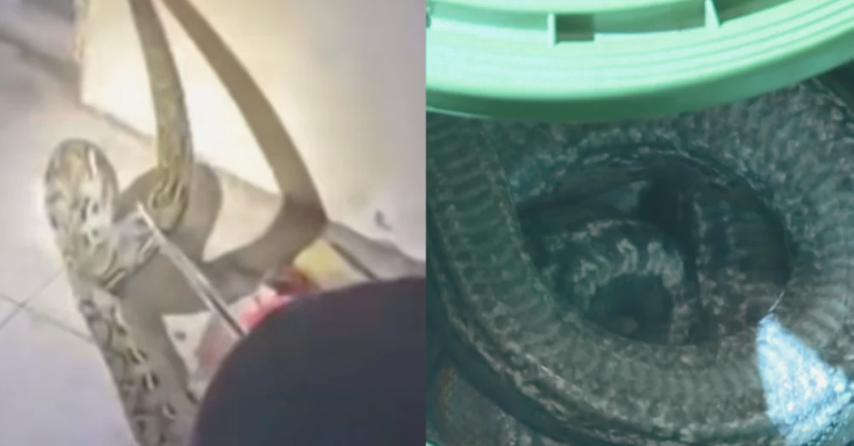 Giant python rescued in Sampaloc dies from stress — Rescue or mishandling?