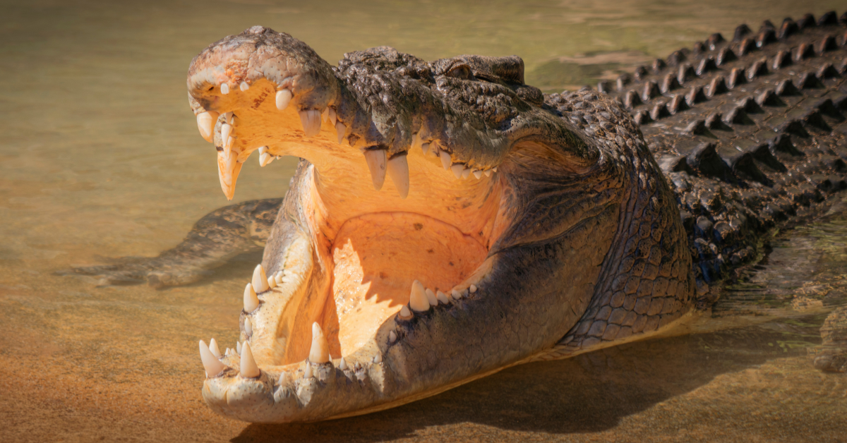 Sea cucumber diver halos mapatay sa buwaya; ulo tinamaan sa mabilis na sakmal