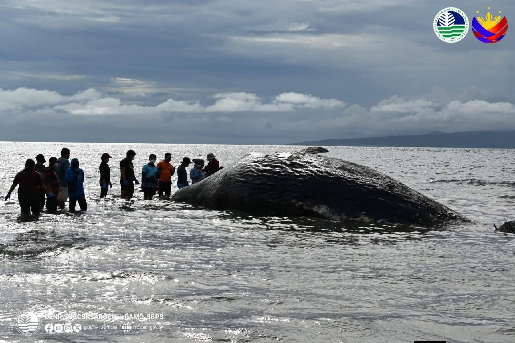 Dead sperm whale found in Sarangani — A rare incident or a warning from the ocean?