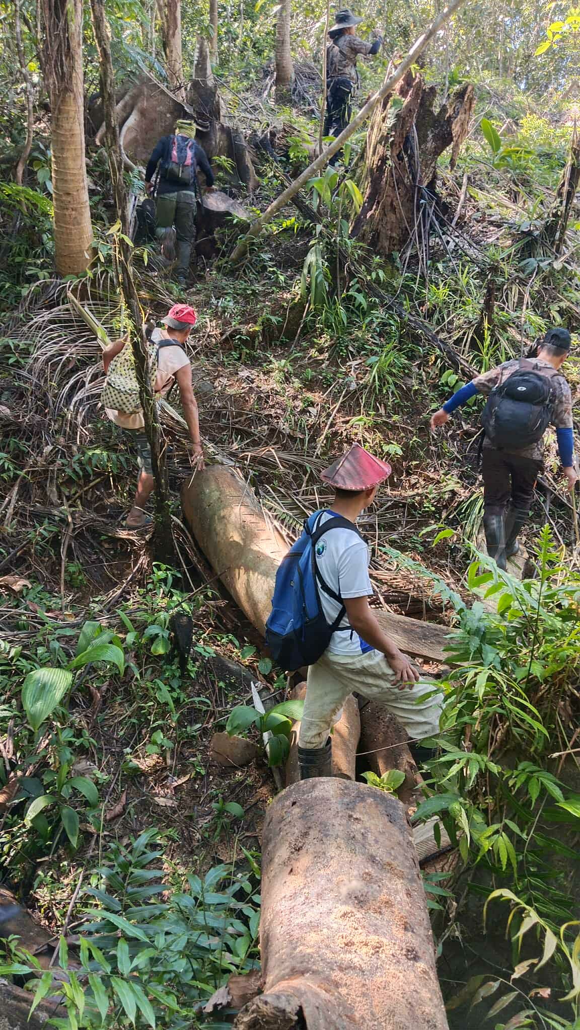 Malawakang ilegal na pagtotroso at pag-uuling, natuklasan sa Sta. Lucia Watershed sa Tayabas, Quezon