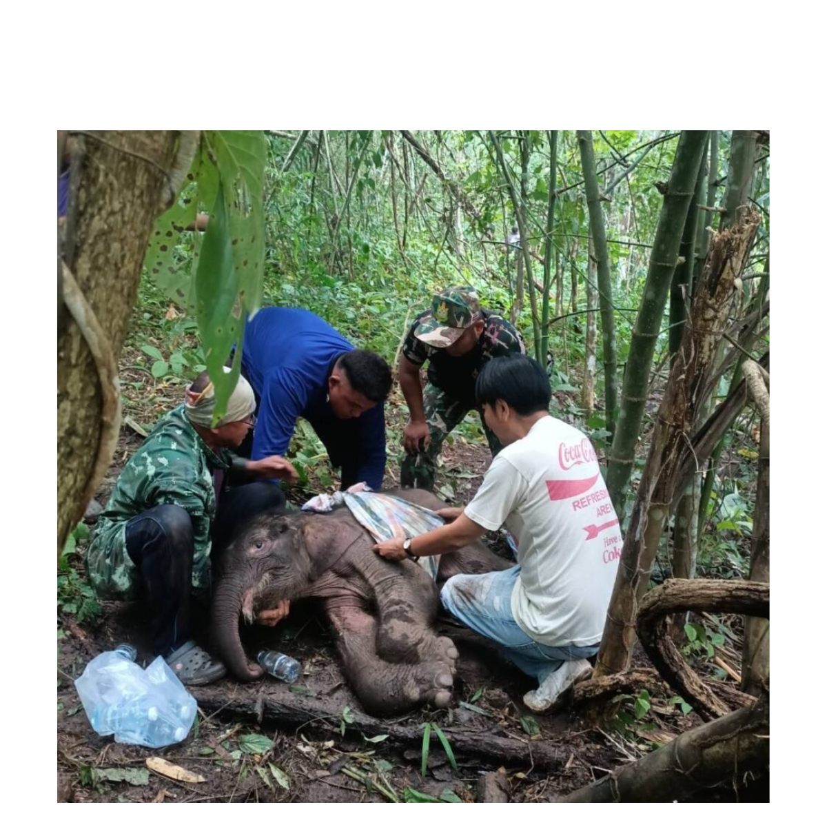 Inabandonang sanggol na Elepante, nailigtas sa Lam Khlong Ngu National Park